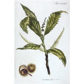 Chestnut Tree – Castanea sativa Antique Botanical Engraving