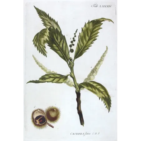 Chestnut Tree – Castanea sativa Antique Botanical Engraving