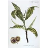 Chestnut Tree (Castanea sativa) – 18th Century Hand-Colored Botanical Engraving