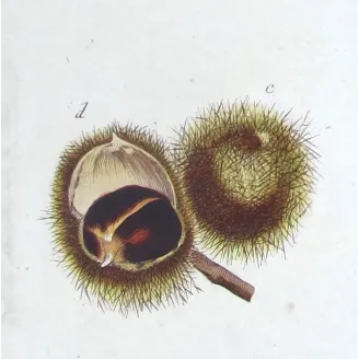 Chestnut Tree – Castanea sativa Antique Botanical Engraving