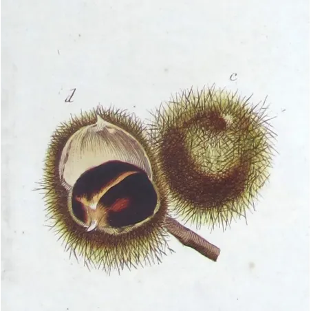 Chestnut Tree – Castanea sativa Antique Botanical Engraving