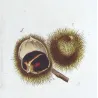 Chestnut Tree (Castanea sativa) – 18th Century Hand-Colored Botanical Engraving