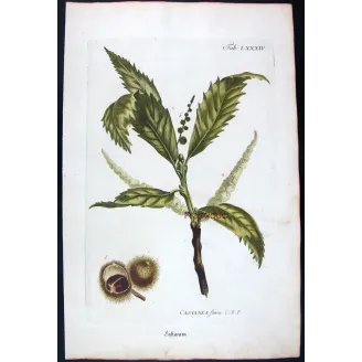 Chestnut Tree – Castanea sativa Antique Botanical Engraving
