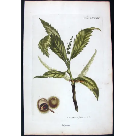 Chestnut Tree – Castanea sativa Antique Botanical Engraving