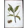 Chestnut Tree (Castanea sativa) – 18th Century Hand-Colored Botanical Engraving