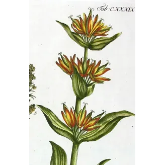 Gentian & Bedstraw – Antique Botanical Engraving