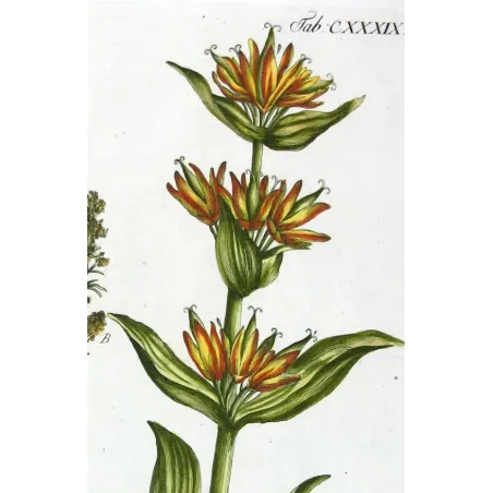 Gentian & Bedstraw – Antique Botanical Engraving