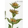 Gentian & Bedstraw (Gentiana, Galium) – 18th Century Hand-Colored Botanical Engraving