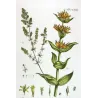 Gentian & Bedstraw (Gentiana, Galium) – 18th Century Hand-Colored Botanical Engraving
