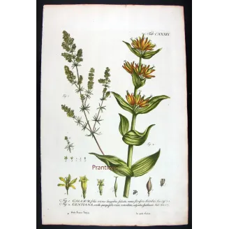 Gentian & Bedstraw – Antique Botanical Engraving