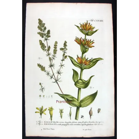 Gentian & Bedstraw – Antique Botanical Engraving