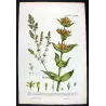 Gentian & Bedstraw (Gentiana, Galium) – 18th Century Hand-Colored Botanical Engraving