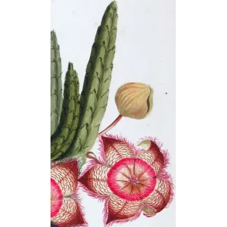18th-Century Botanical Watercolors – Set of 4 Antique Masterpieces