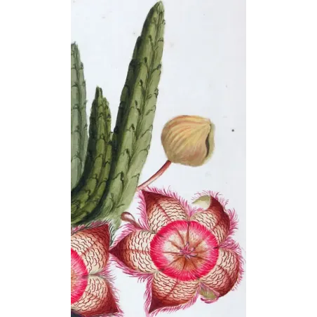 18th-Century Botanical Watercolors – Set of 4 Antique Masterpieces