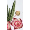Exotic Botanical Masterpieces – 18th-Century Hand-Colored Watercolors (Set of 4)