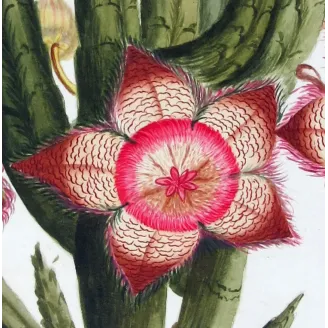 18th-Century Botanical Watercolors – Set of 4 Antique Masterpieces