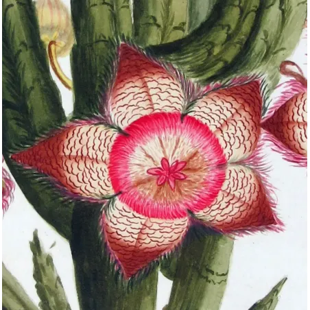 18th-Century Botanical Watercolors – Set of 4 Antique Masterpieces