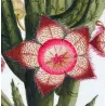 Exotic Botanical Masterpieces – 18th-Century Hand-Colored Watercolors (Set of 4)