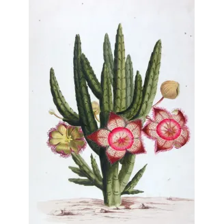 18th-Century Botanical Watercolors – Set of 4 Antique Masterpieces