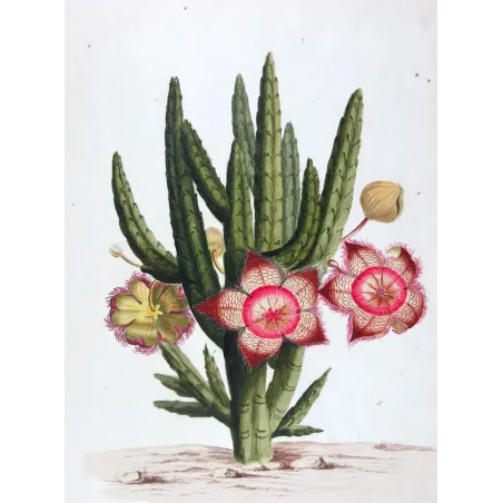 18th-Century Botanical Watercolors – Set of 4 Antique Masterpieces