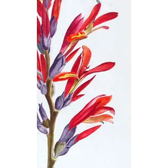 18th-Century Botanical Watercolors – Set of 4 Antique Masterpieces