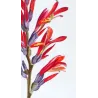 Exotic Botanical Masterpieces – 18th-Century Hand-Colored Watercolors (Set of 4)