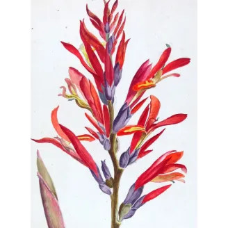18th-Century Botanical Watercolors – Set of 4 Antique Masterpieces