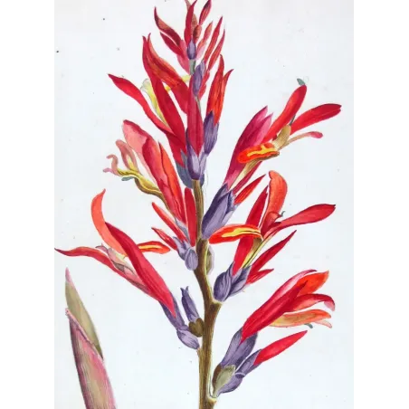 18th-Century Botanical Watercolors – Set of 4 Antique Masterpieces