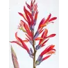 Exotic Botanical Masterpieces – 18th-Century Hand-Colored Watercolors (Set of 4)