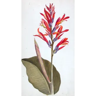 18th-Century Botanical Watercolors – Set of 4 Antique Masterpieces