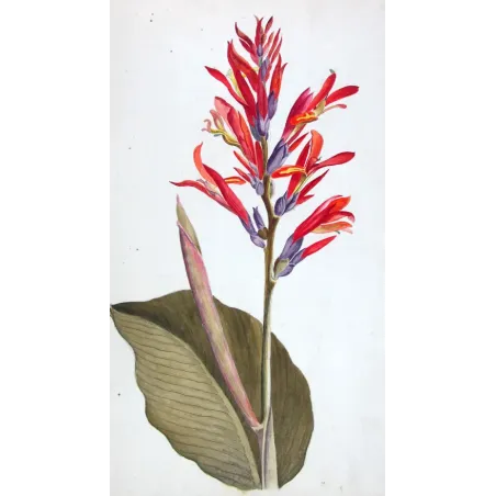 18th-Century Botanical Watercolors – Set of 4 Antique Masterpieces