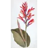 Exotic Botanical Masterpieces – 18th-Century Hand-Colored Watercolors (Set of 4)