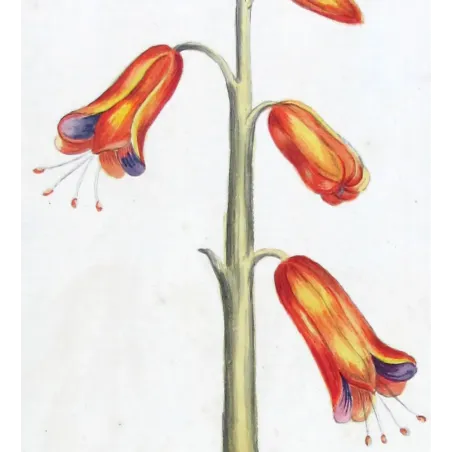 18th-Century Botanical Watercolors – Set of 4 Antique Masterpieces