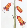 Exotic Botanical Masterpieces – 18th-Century Hand-Colored Watercolors (Set of 4)