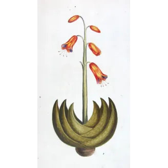18th-Century Botanical Watercolors – Set of 4 Antique Masterpieces