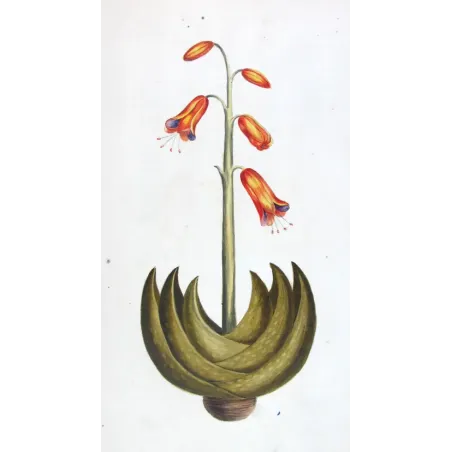 18th-Century Botanical Watercolors – Set of 4 Antique Masterpieces