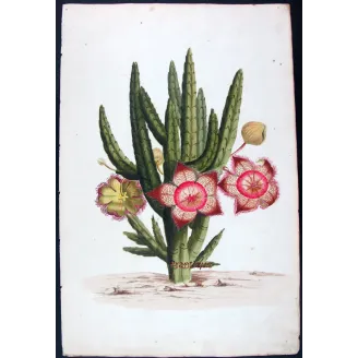 18th-Century Botanical Watercolors – Set of 4 Antique Masterpieces