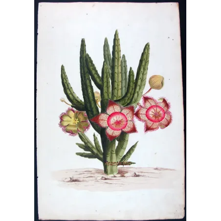 18th-Century Botanical Watercolors – Set of 4 Antique Masterpieces