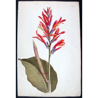 18th-Century Botanical Watercolors – Set of 4 Antique Masterpieces