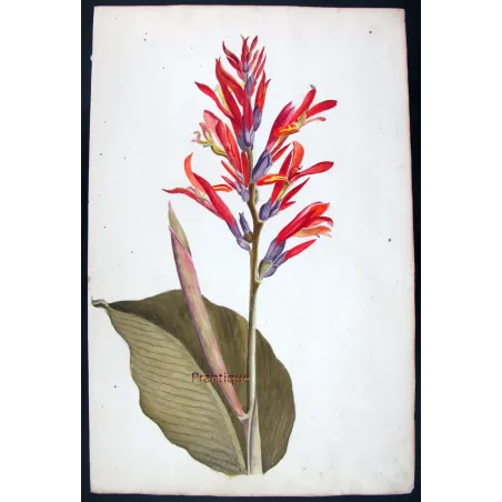 18th-Century Botanical Watercolors – Set of 4 Antique Masterpieces