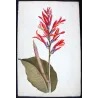 Exotic Botanical Masterpieces – 18th-Century Hand-Colored Watercolors (Set of 4)