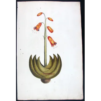 18th-Century Botanical Watercolors – Set of 4 Antique Masterpieces