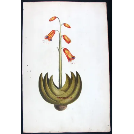 18th-Century Botanical Watercolors – Set of 4 Antique Masterpieces
