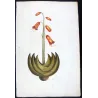 Exotic Botanical Masterpieces – 18th-Century Hand-Colored Watercolors (Set of 4)