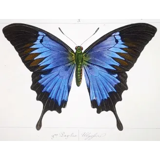 Blue Morpho – Pauquet Antique Hand-Colored Engraving