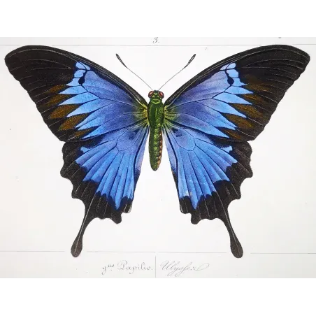Blue Morpho – Pauquet Antique Hand-Colored Engraving