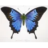 Blue Morpho (Morpho leonte) – Original Hand-Colored Engraving by Pauquet, Antique Print