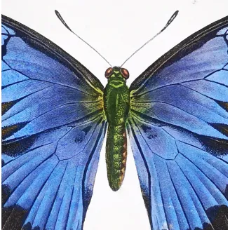 Blue Morpho – Pauquet Antique Hand-Colored Engraving