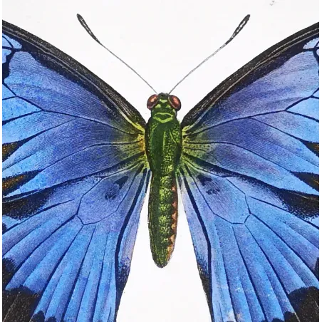 Blue Morpho – Pauquet Antique Hand-Colored Engraving