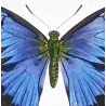 Blue Morpho (Morpho leonte) – Original Hand-Colored Engraving by Pauquet, Antique Print